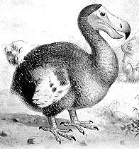 Dodo bird